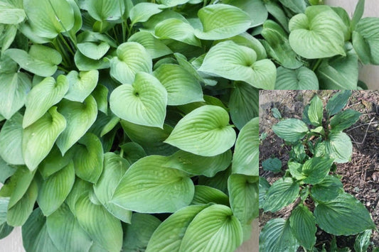 Serendipity Hosta 2 Live Bare Root Plants – Hosta ‘Serendipity’