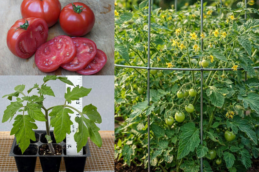 3 Big Beef Tomato Live Plants, 6–10 Inch Vegetable Garden Starters, Established Tomato Seedlings