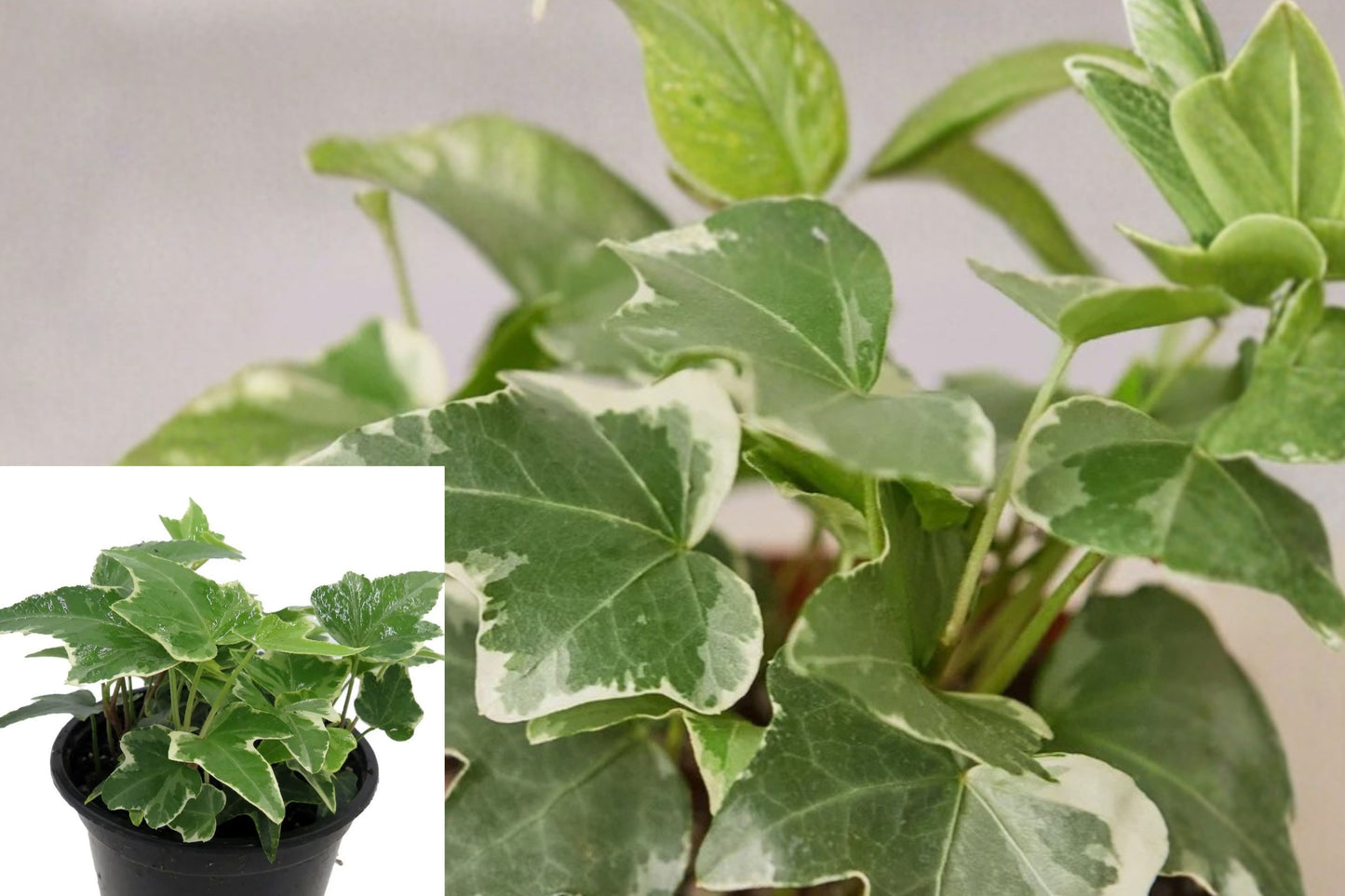 Ivy Glacier Live Plant – 3" Indoor Houseplant – Hedera helix