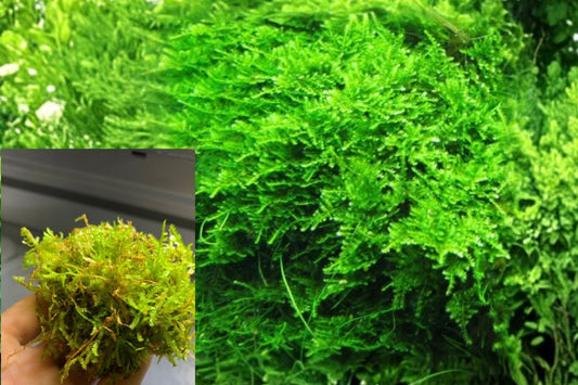 Christmas Moss Live Aquarium Plant – Green Freshwater Moss