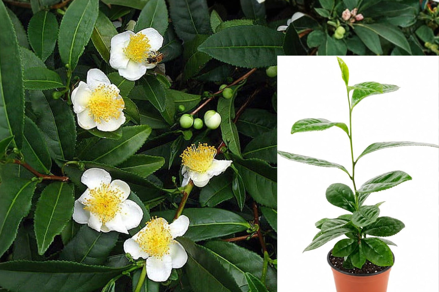 Tea Plant 1 Live Starter – Camellia sinensis – 6–12" Tall