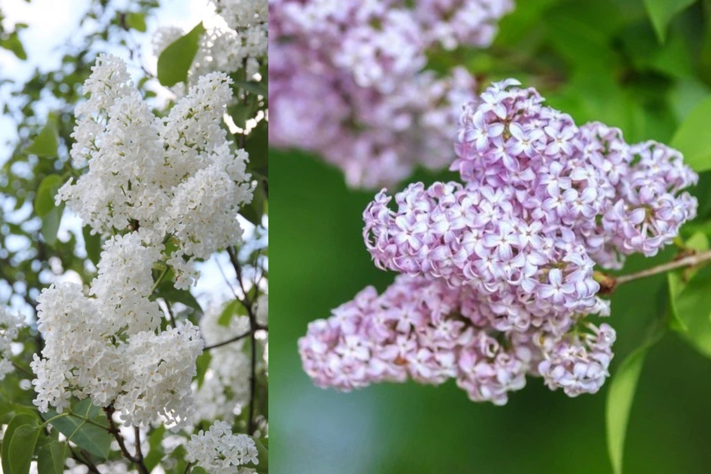 Late Lilac Bush Live Bare Root Plant – 12–18" – Syringa vulgaris