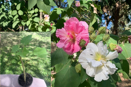 Confederate Rose Hibiscus Live Plant – 1 Potted 14-Inch Plant – Hibiscus mutabilis