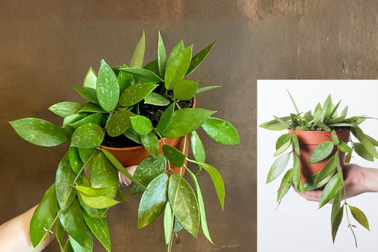 Hoya Gracilis Live Plant in 4 Inch Pot, Rare Hoya Houseplant, Rooted Tropical Indoor Plant for Plant Collectors