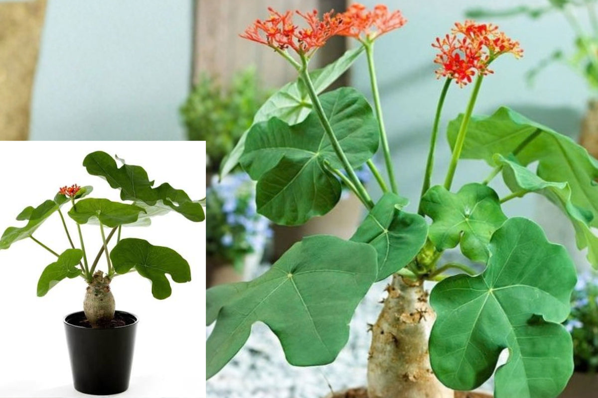 Buddha Belly Jatropha Live Plant – Approx. 14 Inch Starter – Jatropha podagrica