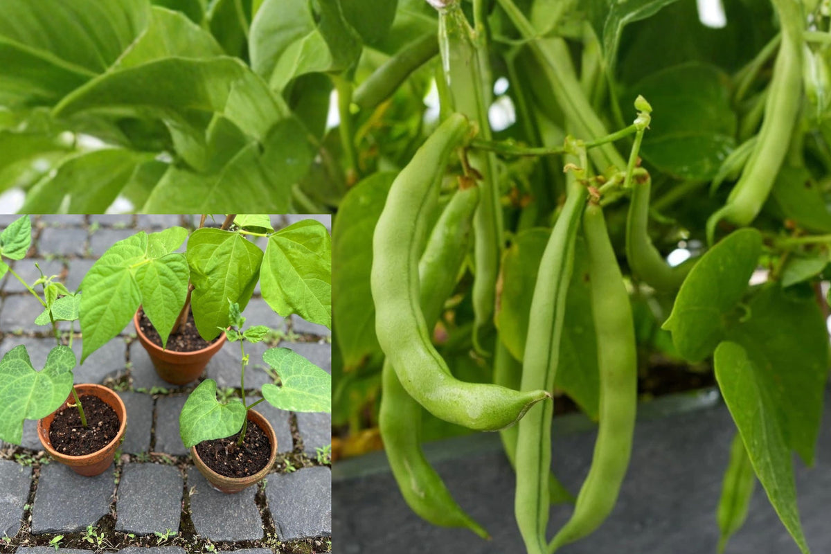 Black Bean Live Plant, 3–6 Inch Seedling in 4 Inch Pot, Compact Bush Bean Starter for Vegetable Gardens and Containers