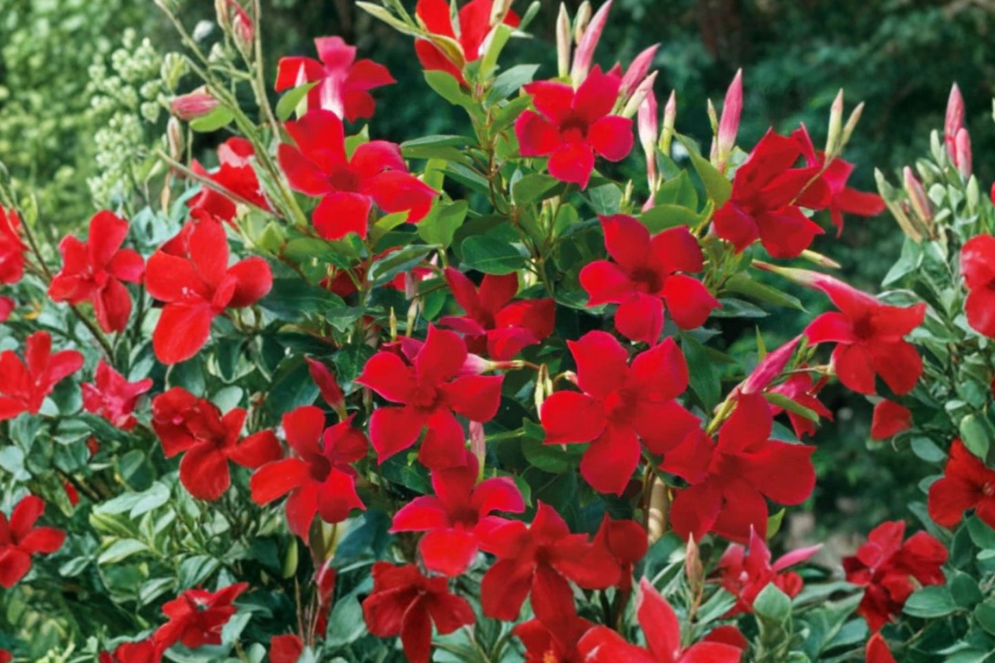 Red Mandevilla Live Plants – 2 Plants – 4–6 Inch Tall – Flowering Vine