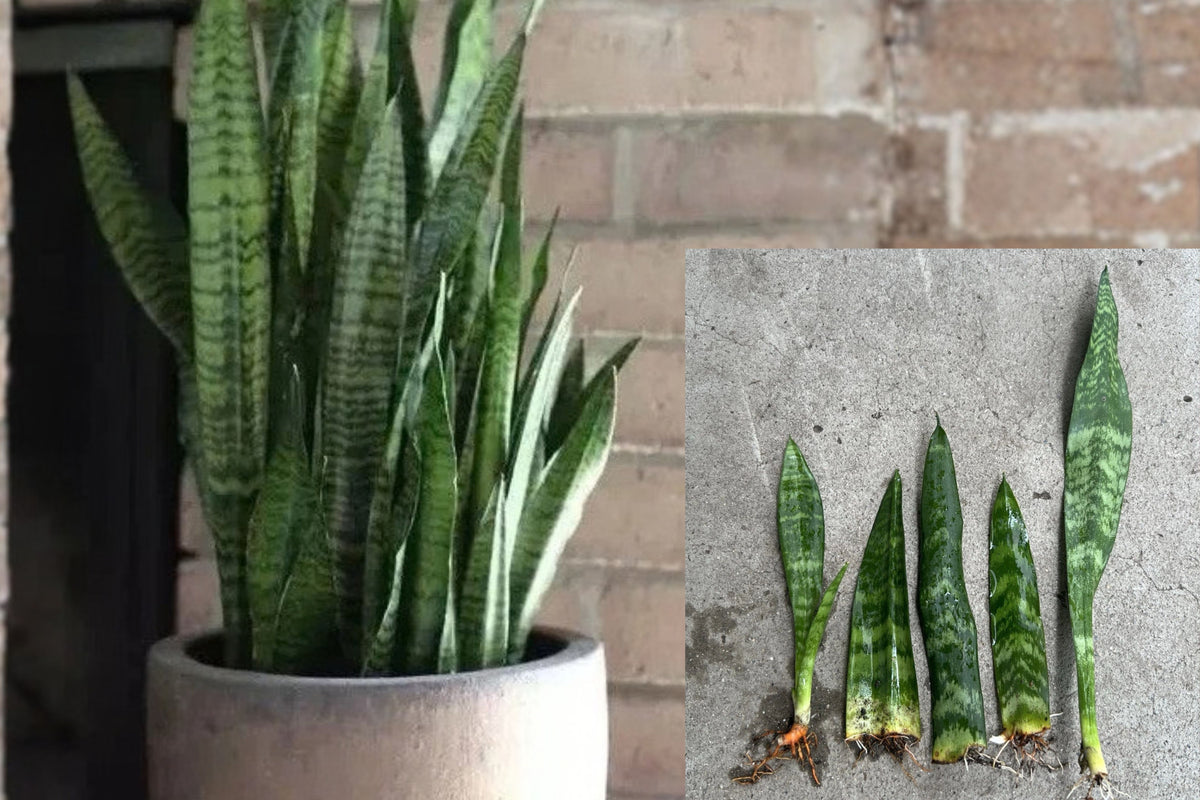 Snake Plant 5 Live Plants – 10 Inch – Mother-in-Law’s Tongue – Dracaena trifasciata