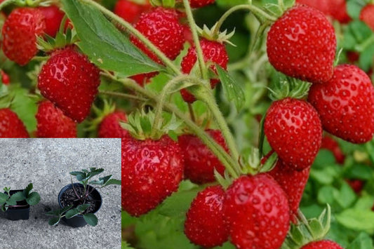 3 Native Virginia Strawberry Live Plants – Bare Root – Fragaria virginiana