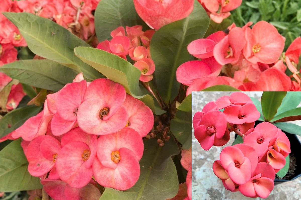 Euphorbia milii 1 Live Plant – Crown of Thorns – 5–6" Tall