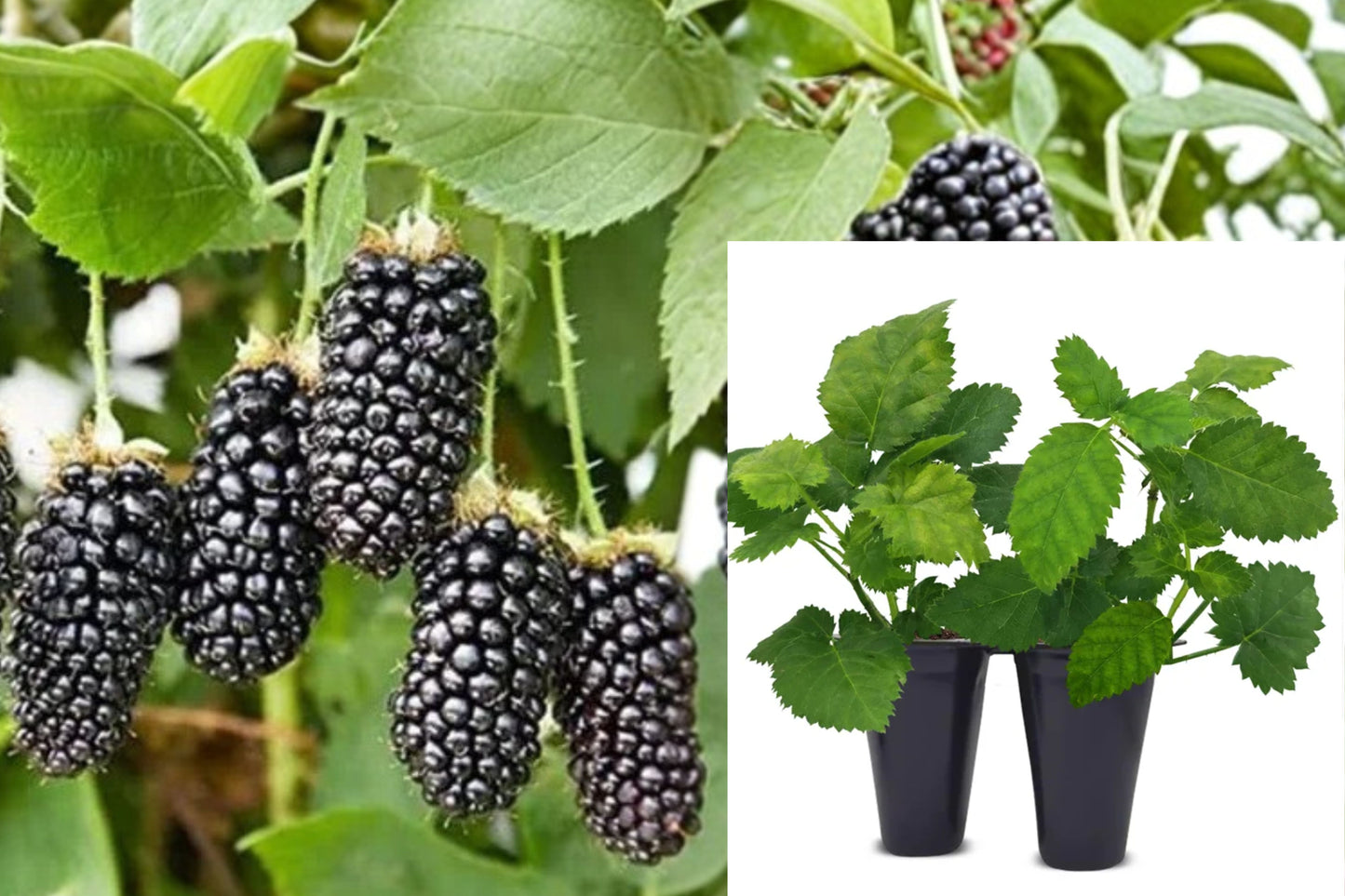 Blackberry 2 Live Plants – 3" Pots – Edible Fruit Plant