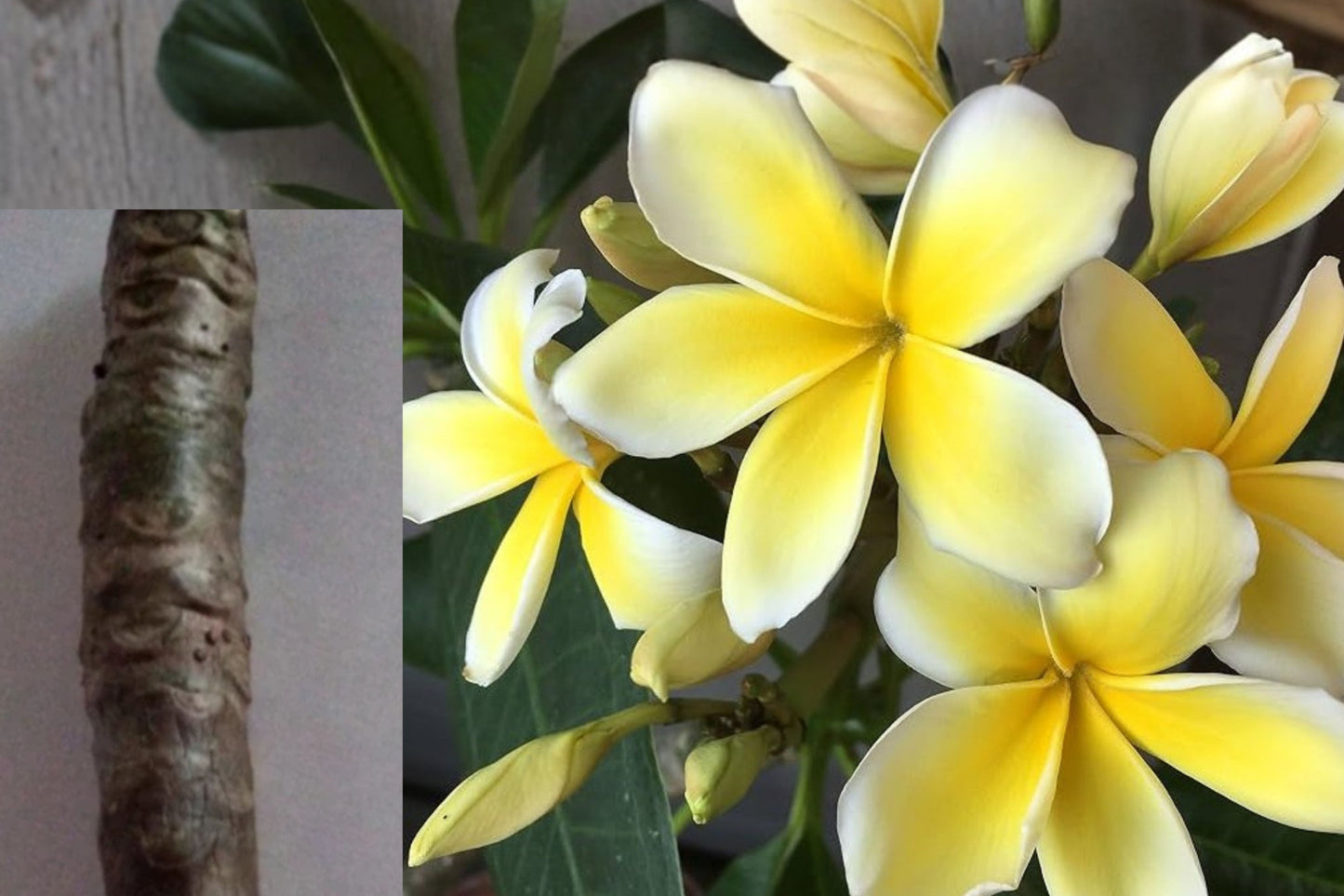 Yellow Plumeria Live Cutting – 1 Tropical Plant – Plumeria
