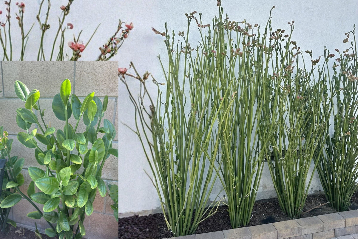 Tall Lady Slipper Plant – 5 Live Cuttings – Pedilanthus bracteatus