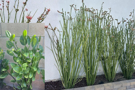 Tall Lady Slipper Plant – 5 Live Cuttings – Pedilanthus bracteatus