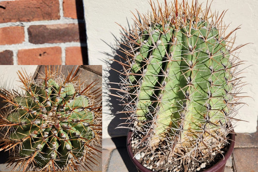 Ferocactus Hybrid Barrel Cactus – 10-Inch Bare-Root Plant
