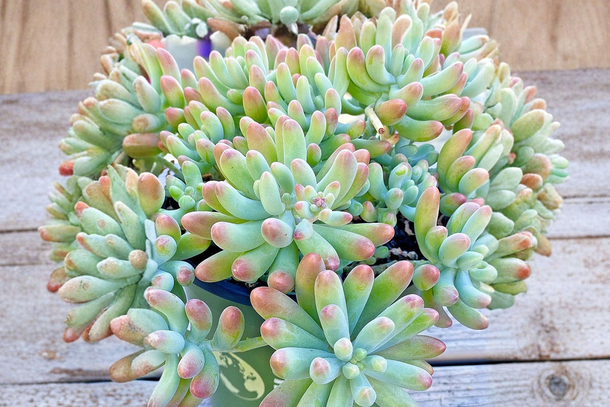 Blue Jelly Bean Sedum 2-Inch Unrooted Cutting – Sedum pachyphyllum