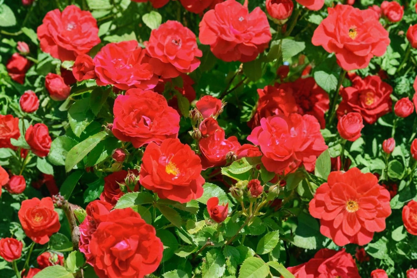 Red Climbing Rose Live Plant – 3 Inch Pot – Rosa spp.