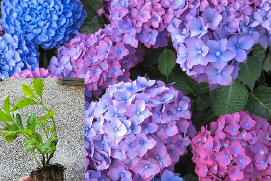 Blue Pink Purple Hydrangea Live Plant, 6–12 Inch Rooted Shrub Starter, Colorful Flowering Garden Bush, Dormant Bare Root Plant