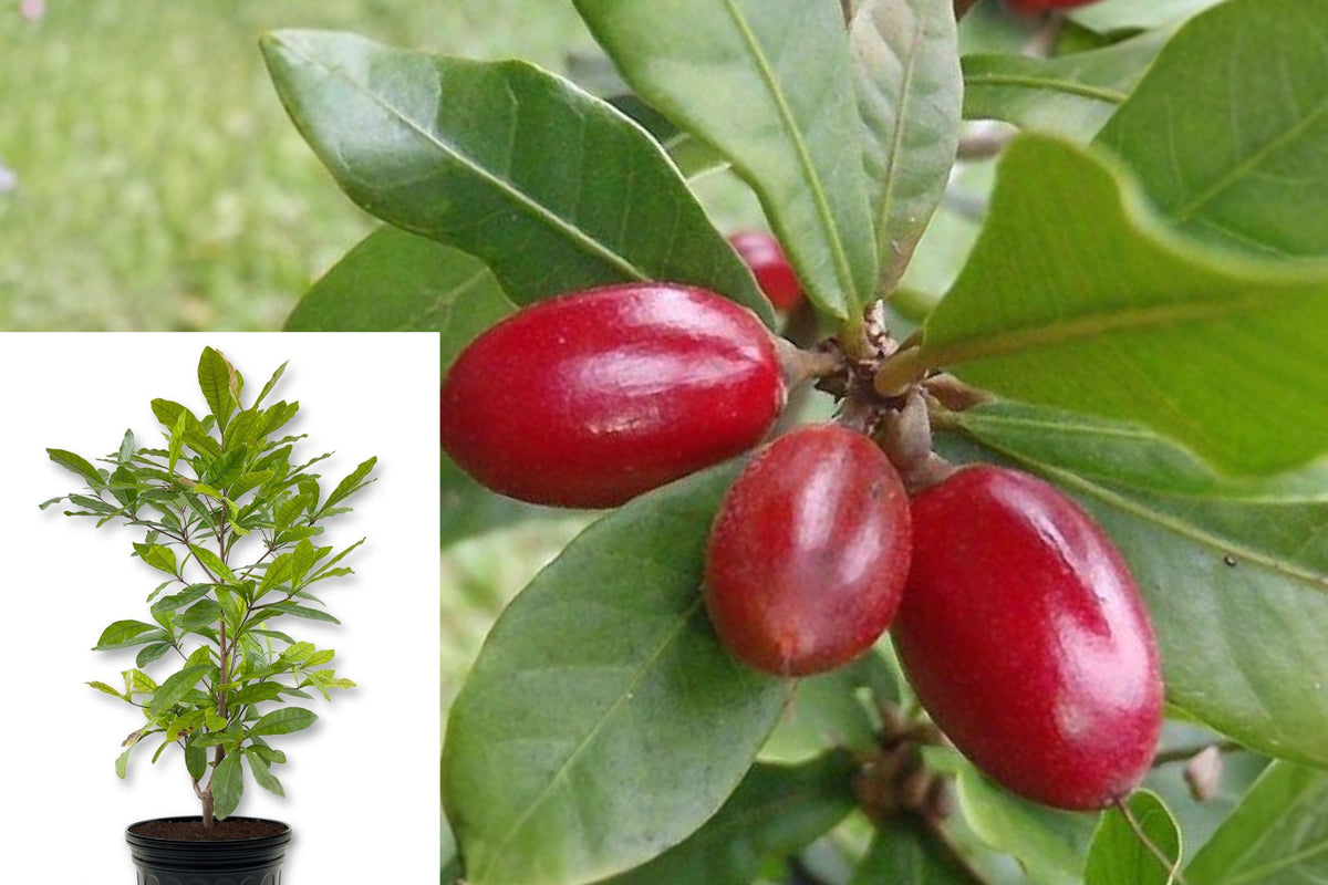 Miracle Fruit Live Plant in 3 Gallon Pot, Synsepalum Dulcificum Tropical Fruit Plant, Evergreen Garden Shrub