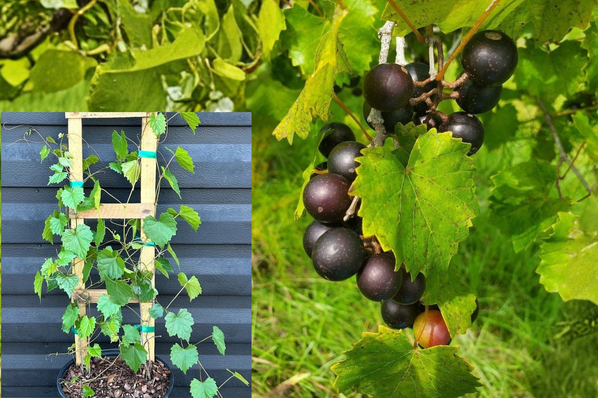 Delicious Muscadine Grape Vine 1 Live Bare Root Plant – Vitis rotundifolia