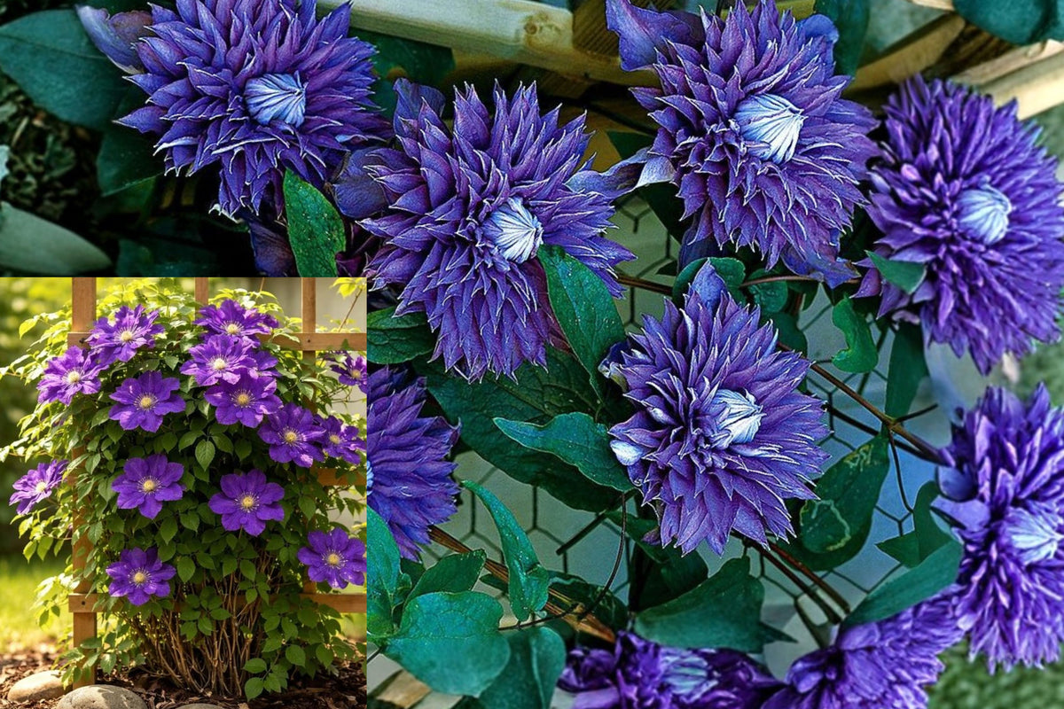 Multi Blue Clematis Live Plant, Double Blue Purple Flowering Vine, Hardy Perennial Climber for Trellis and Garden
