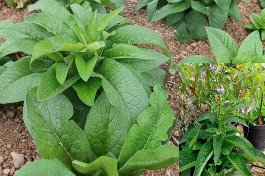 Russian Comfrey Bocking 14 – 10 Live Root Cuttings – Symphytum uplandicum