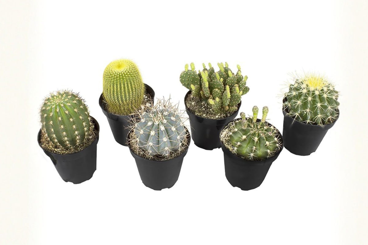 Altman Plants 6 Pack Live Cactus Plants, Assorted Small Cacti in 3.5 Inch Pots, Succulent Starter Collection, Indoor Outdoor Plants