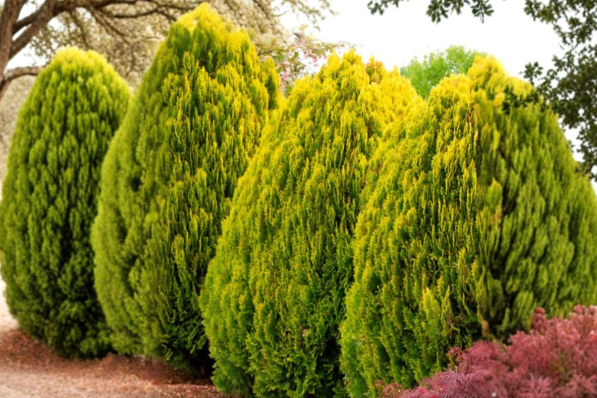 Golden Arborvitae 1 Live Potted Plant – Thuja Evergreen Shrub, Quart Pot