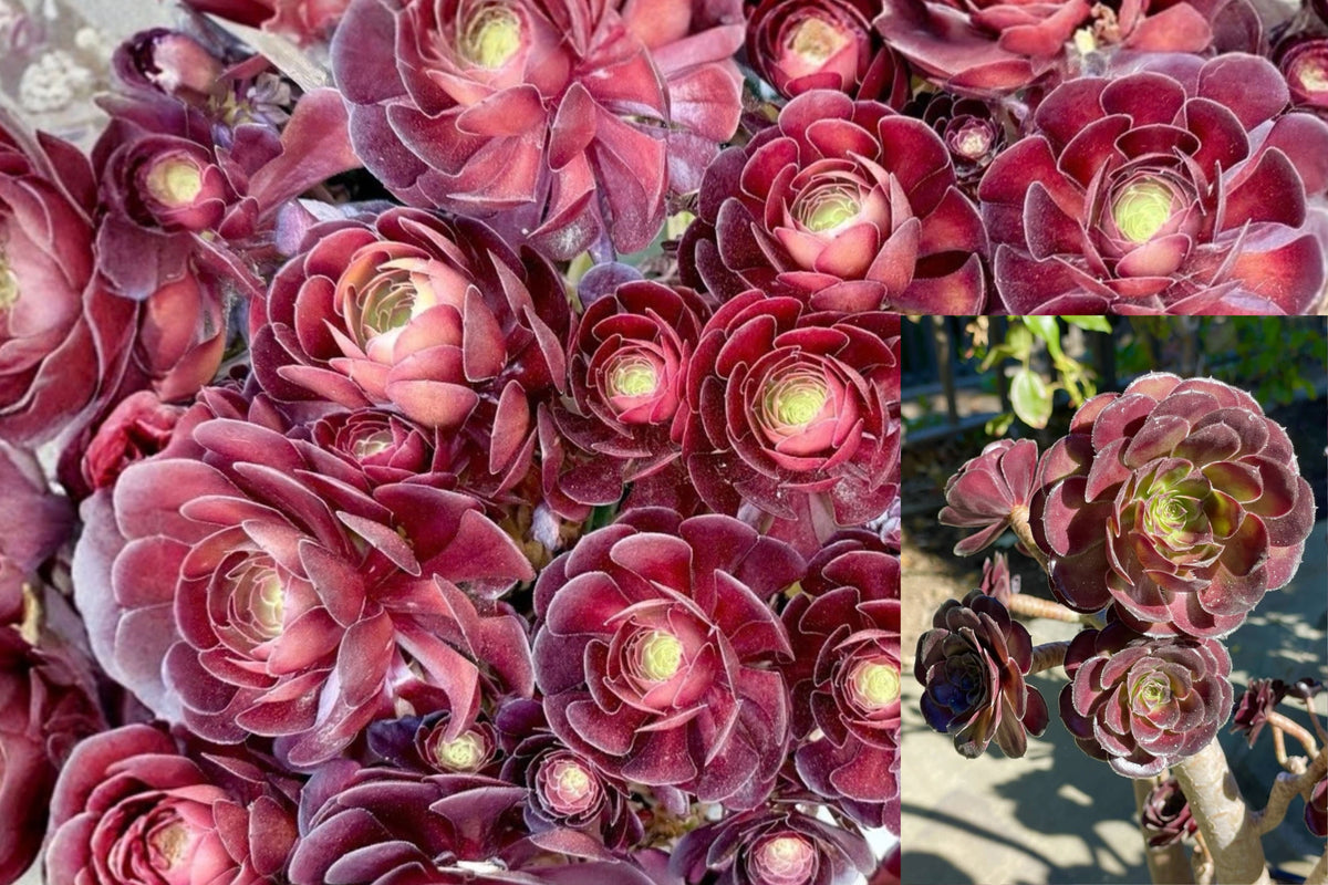 Aeonium Succulent 3–4 Inch Live Plant – 1 Rooted Plant – Aeonium