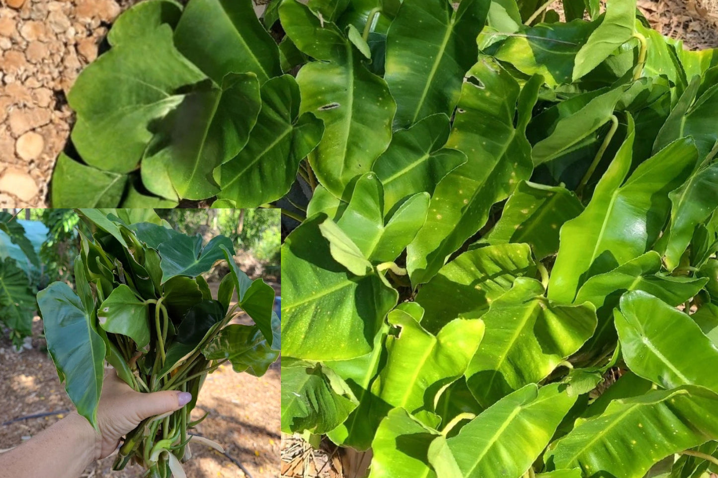 Philodendron Burle Marx Live Plant Cutting 5–7 Inch – Philodendron