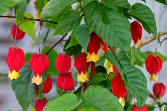 Chinese Lantern Abutilon Live Plug Plant – 2–5 Inches Tall