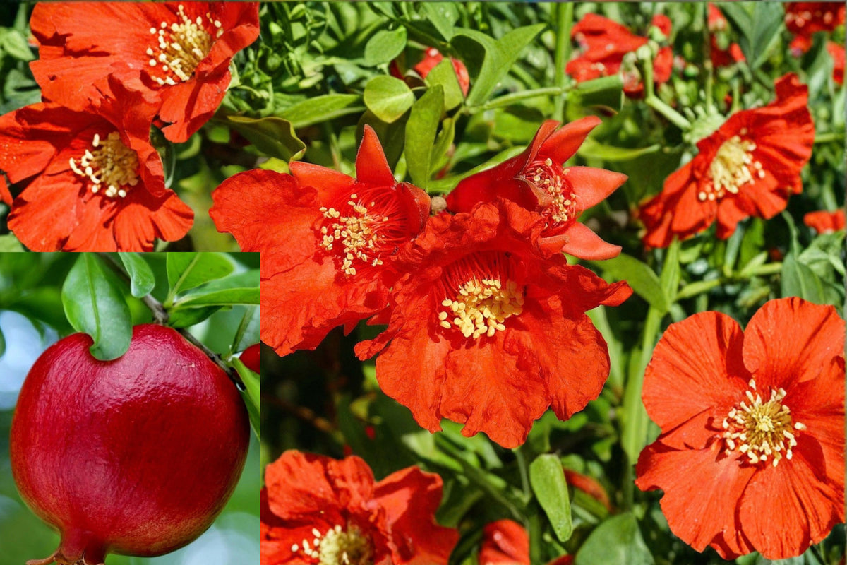 Wonderful Pomegranate Live Bare Root Tree – 1 ft – Punica granatum