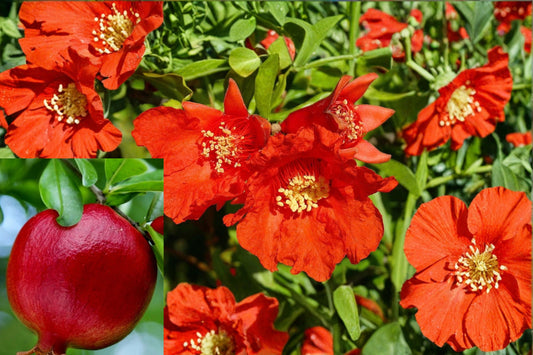 Wonderful Pomegranate Live Bare Root Tree – 1 ft – Punica granatum
