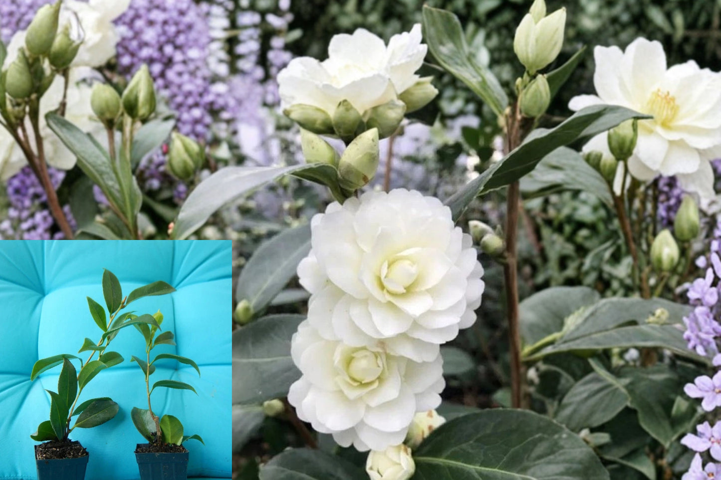 Buttermint Camellia Japonica Live Starter Plant – 1 Plant in 3-Inch Pot