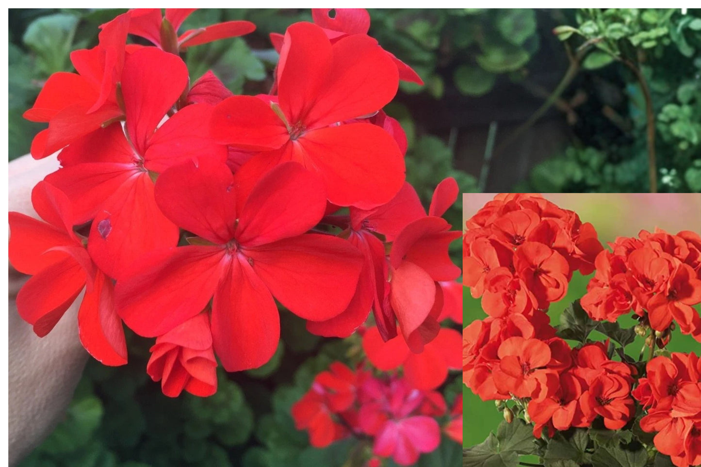 Orange Red Zonal Geranium – 5 Cuttings – Pelargonium Live Plant