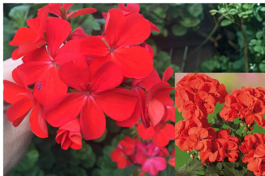 Orange Red Zonal Geranium – 5 Cuttings – Pelargonium Live Plant