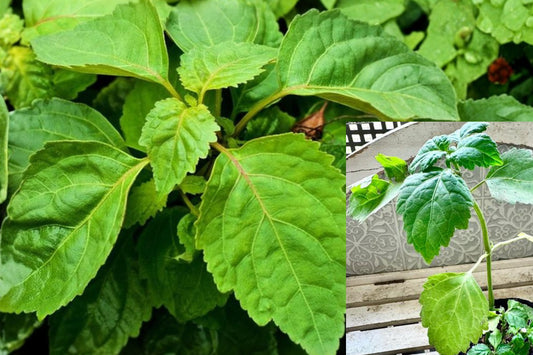 2 Patchouli Live Plants, 4–6 Inch Rooted Herb Starters, Fragrant Green Foliage for Indoor Gardens