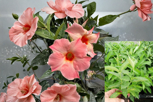 Giant Peach Sunrise Mandevilla 4–6 Inch Live Plant – Mandevilla Vine