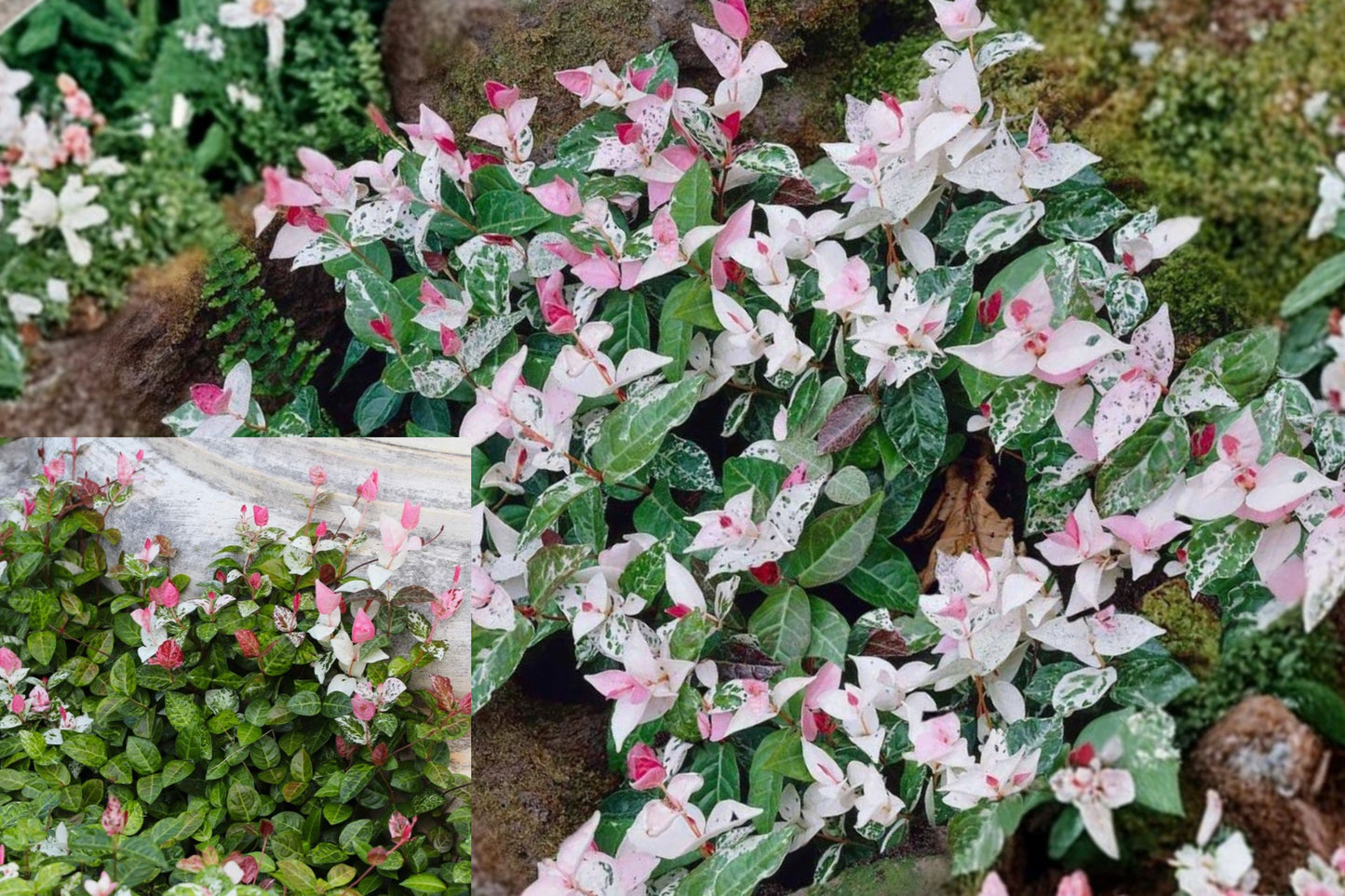 Snow Jasmine Live Plant – 3–5 Inch Starter – Jasminum