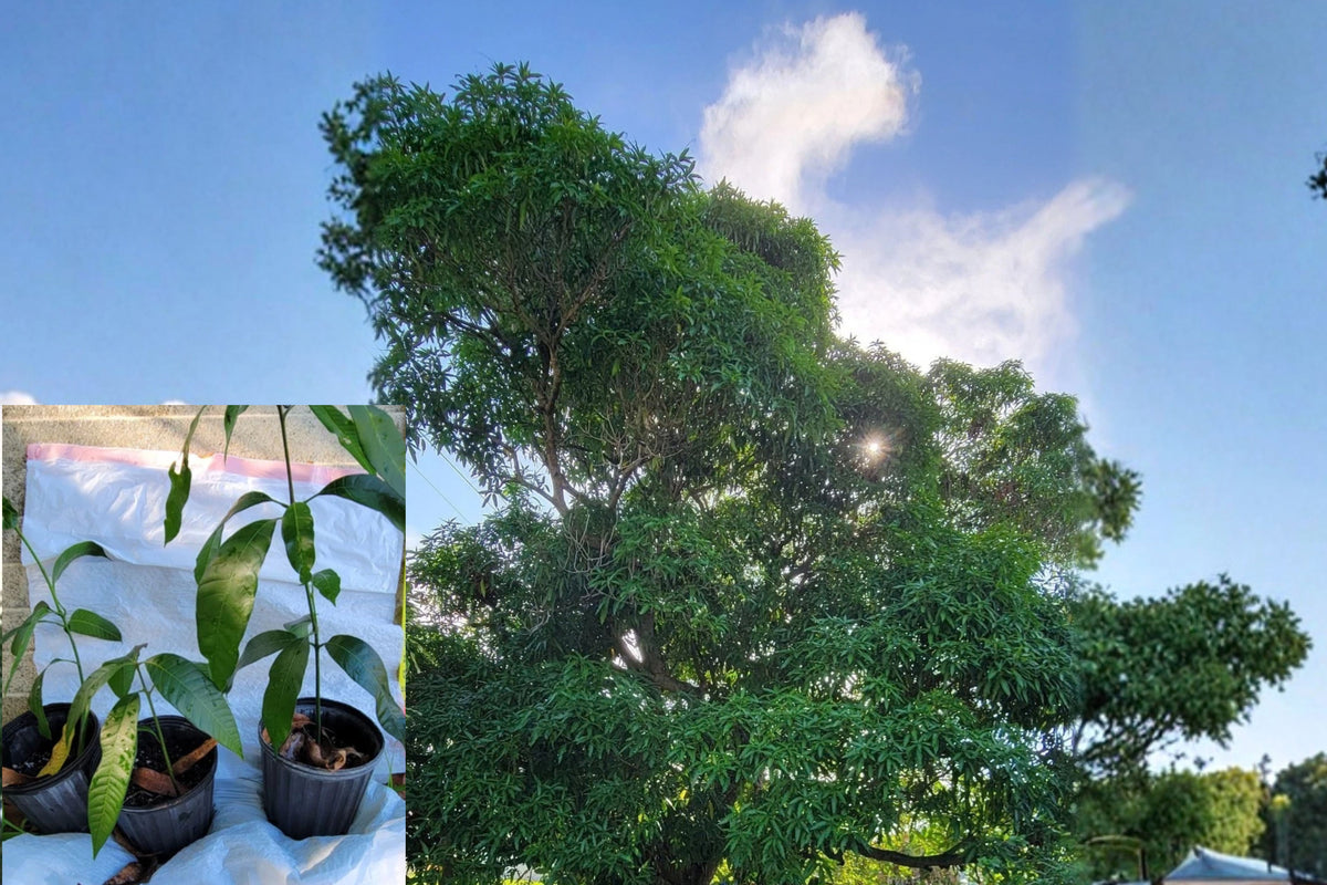 Haden Mango Live Bare Root Seedling – Mangifera indica