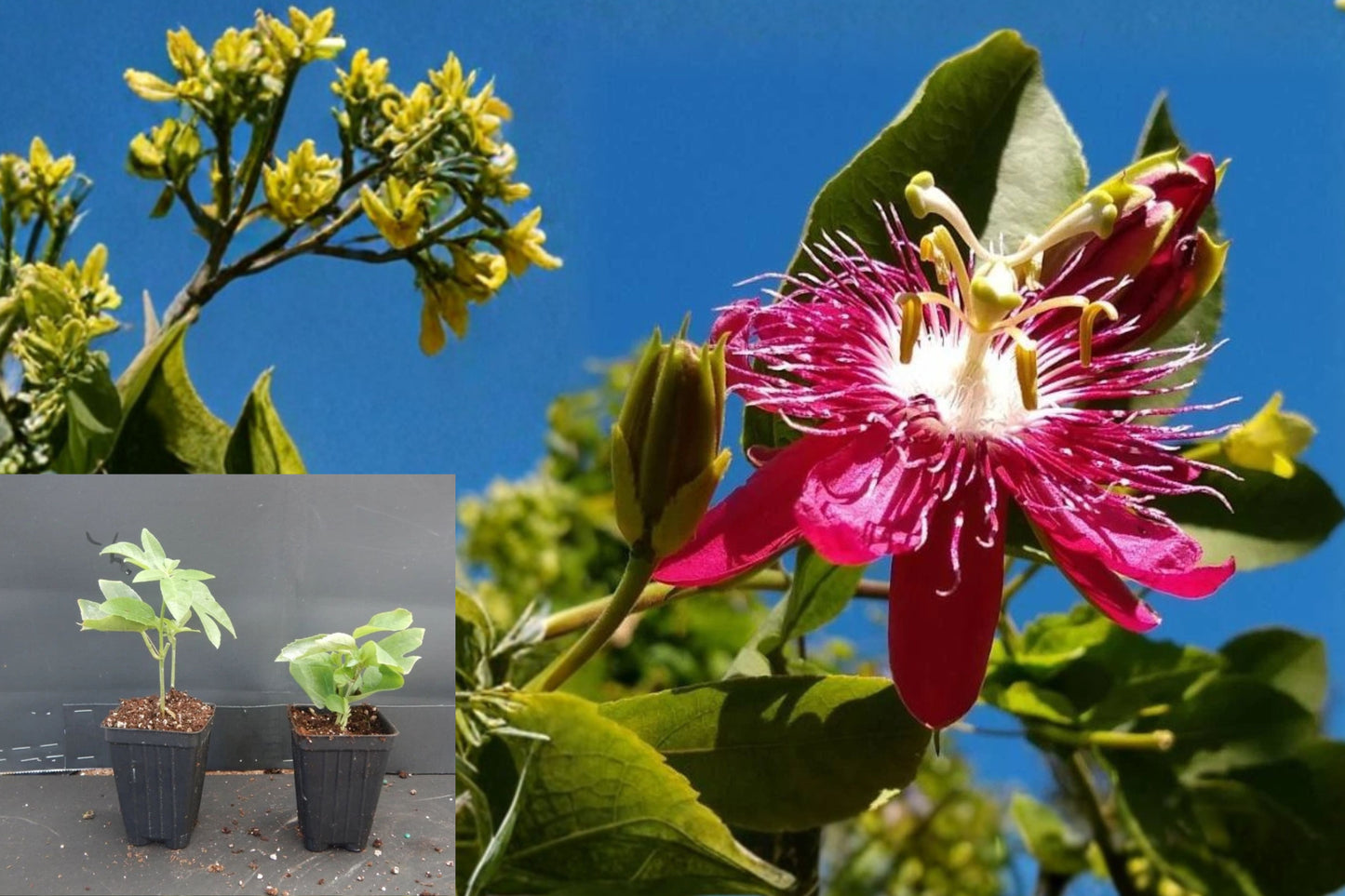 Lady Margaret Passion Flower Vine – 1 Live Starter Plant – Passiflora
