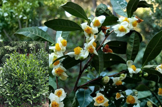 Tea Plant Live Camellia sinensis – 1 Plant, 5–8" Tall – Ships No Pot