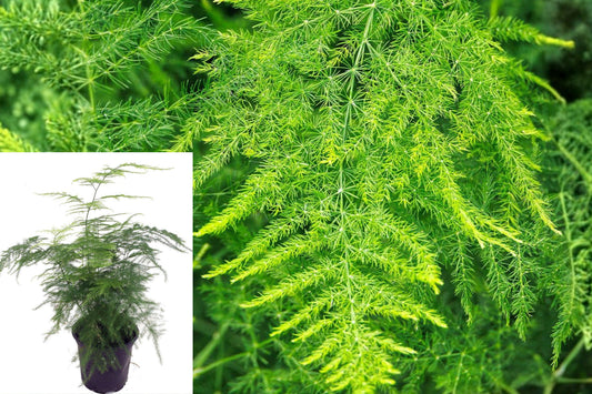 Asparagus Fern Live Plant, 4 Inch Pot Size Green Foliage, Indoor Outdoor Ornamental Plant