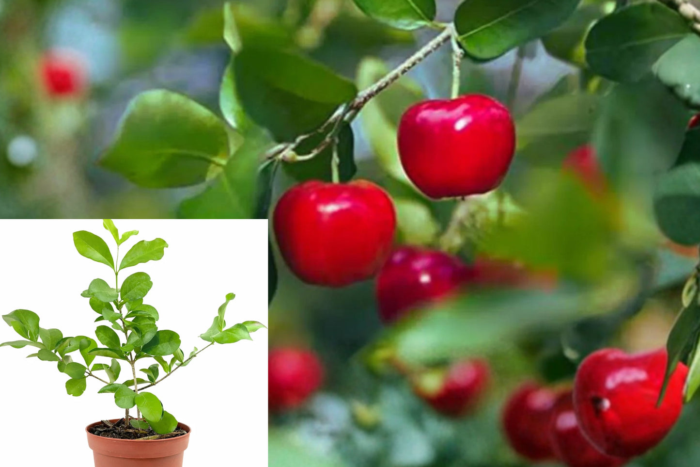 Barbados Cherry Live Plant – 4-Inch Pot – Malpighia emarginata