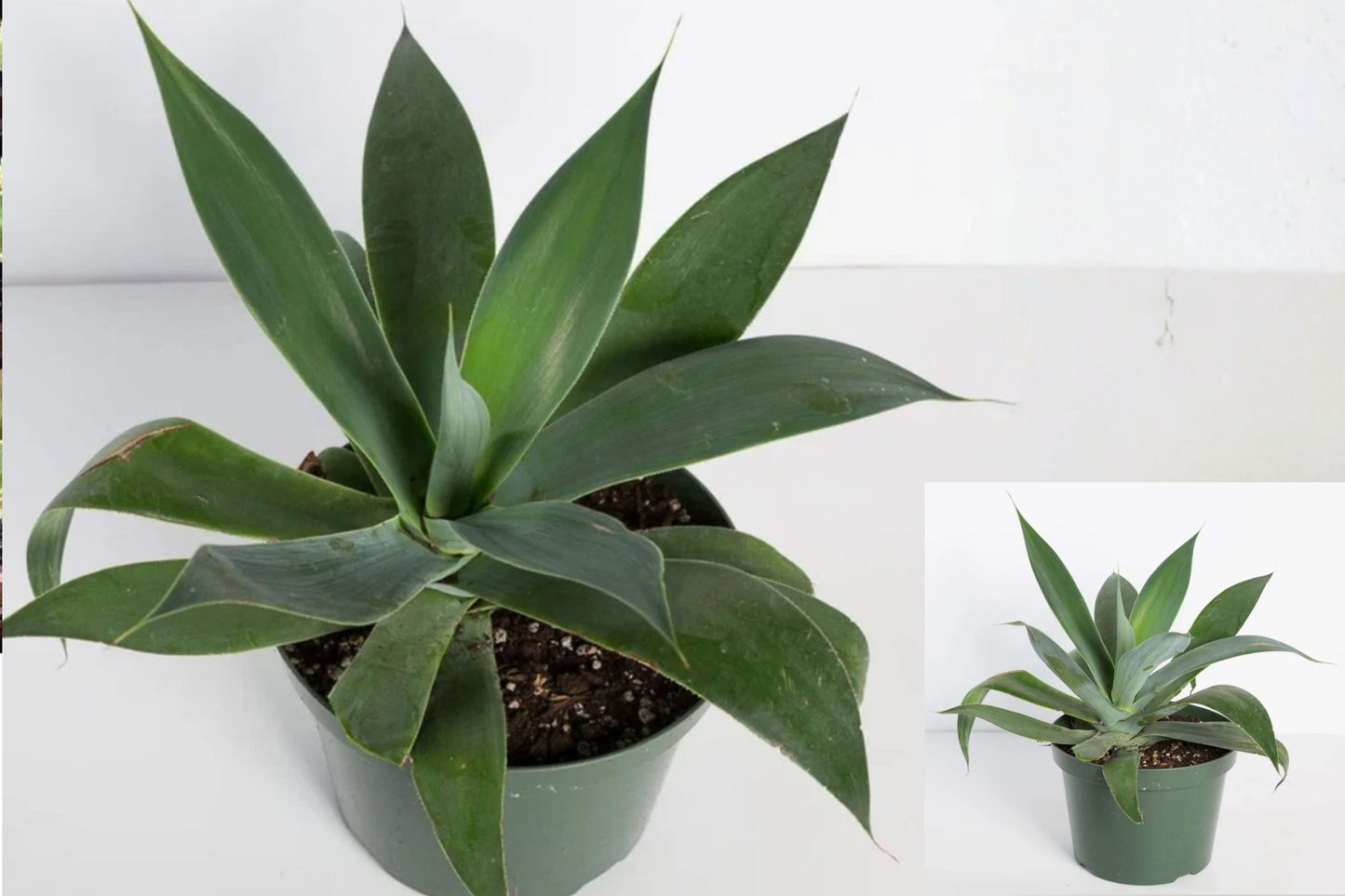 Blue Agave Live Plant – 6–8" Tall in Pot – Agave americana