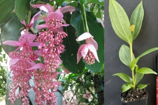 Royal Chandelier Medinilla Live Starter Plant – 1 Plant – Medinilla magnifica