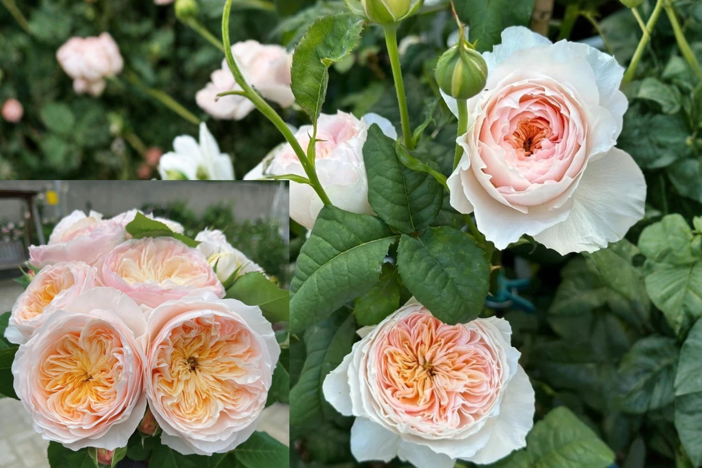 Rose 'HanXian' Live Plant 1–1.5 Gallon – Bicolor Climbing Rose