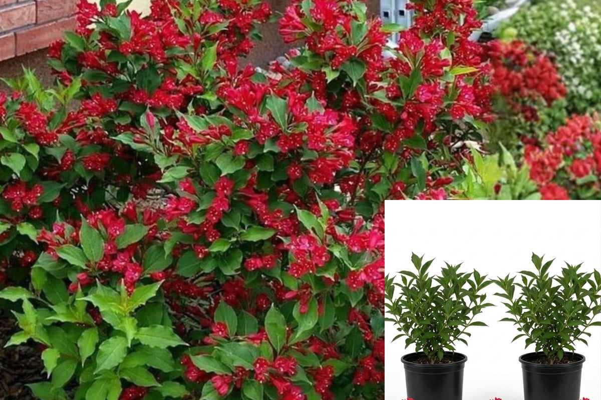 Red Weigela 2 Live Plants, 6–12 Inches Tall – Weigela spp.