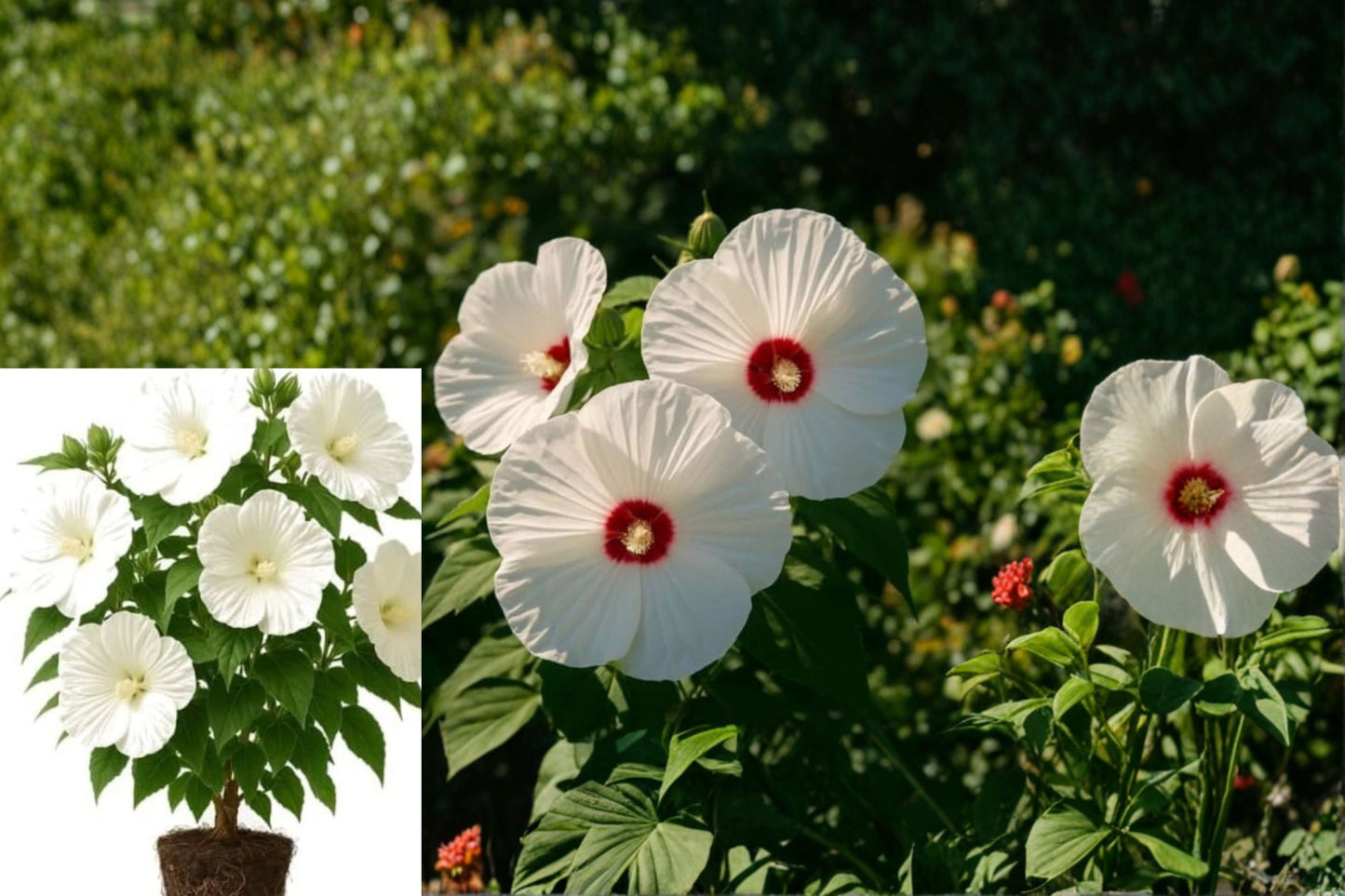 Hardy Hibiscus Luna White 2 Live Plants – Hibiscus moscheutos