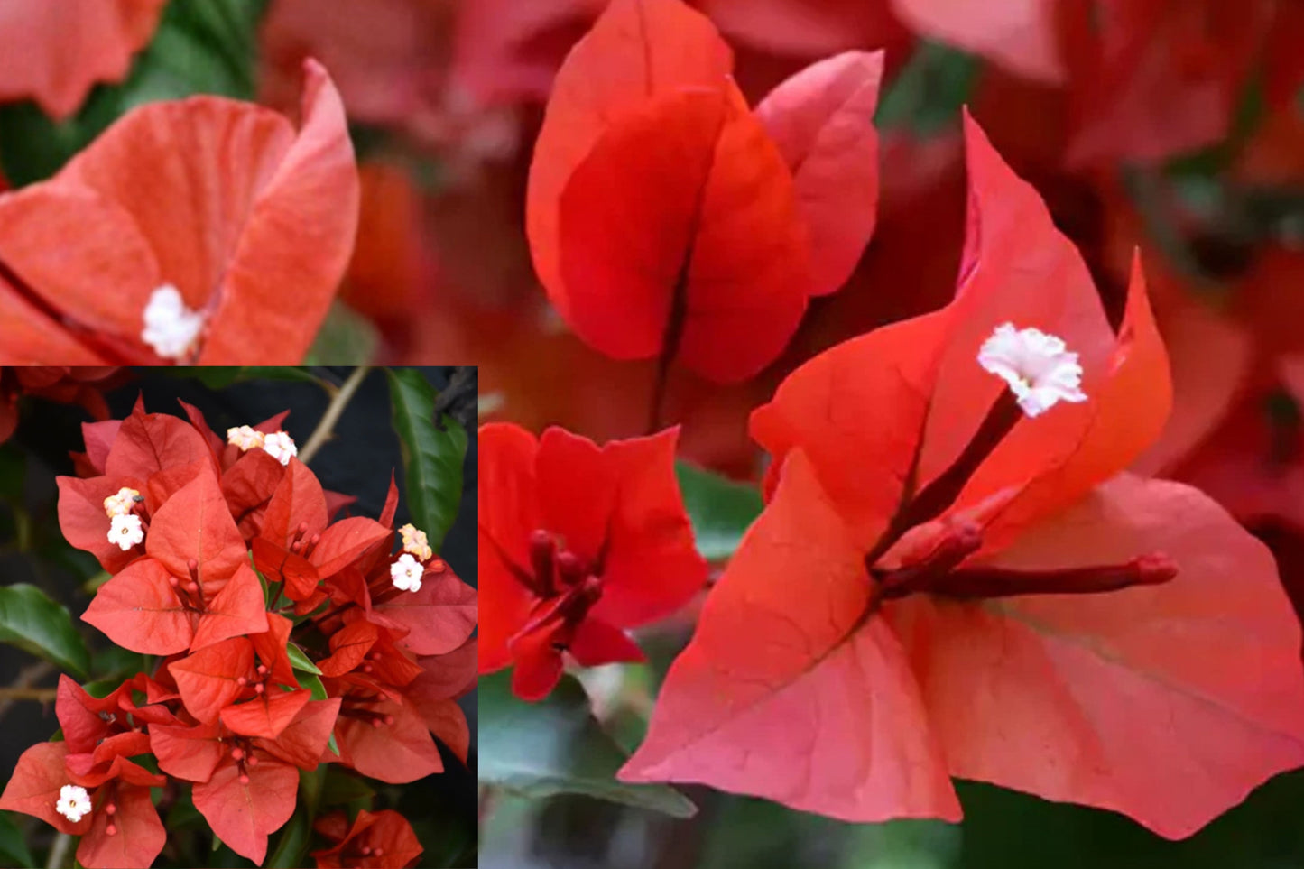 Red Bougainvillea Live Plant – 8–10 Inch Tall in 4-Inch Pot